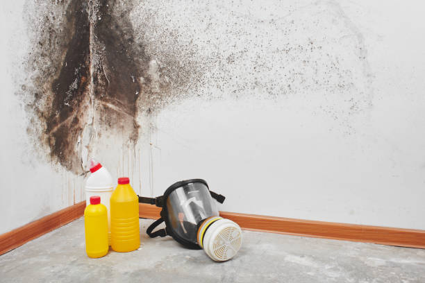 Best Mold Removal Process  in Kalkaska, MI
