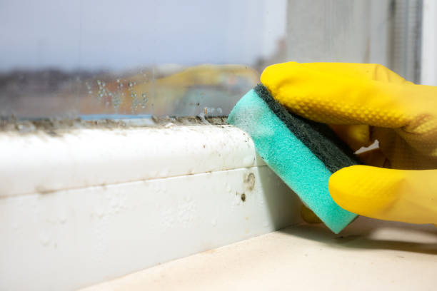 Best Commercial Mold Removal  in Kalkaska, MI