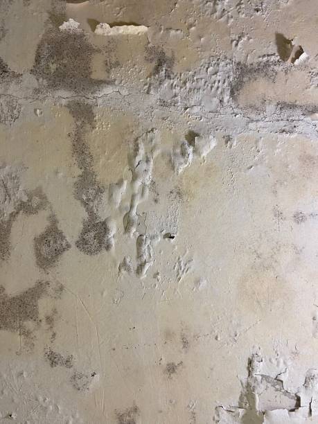 Best Mold Damage Repair  in Kalkaska, MI