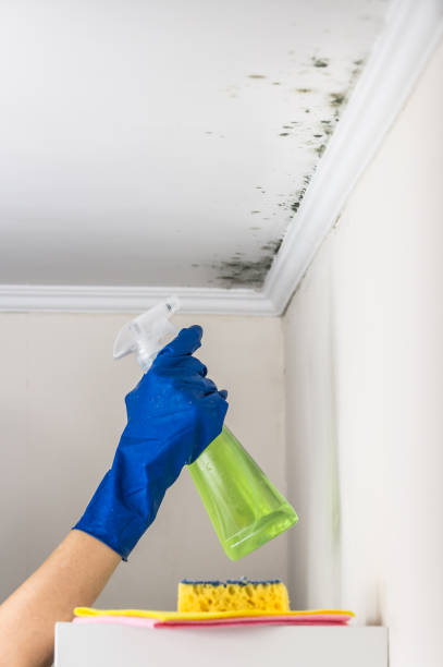 Best Mold Cleaning Services  in Kalkaska, MI