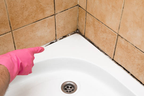 Best Best Mold Removal Companies  in Kalkaska, MI